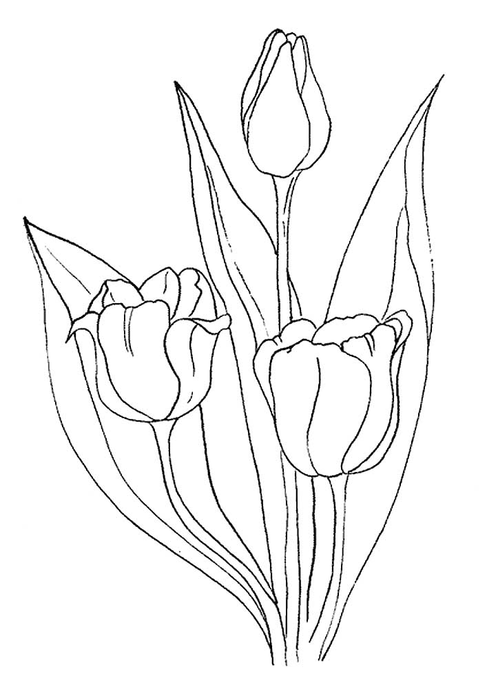 раскраска тюльпаны в вазе для детей 6