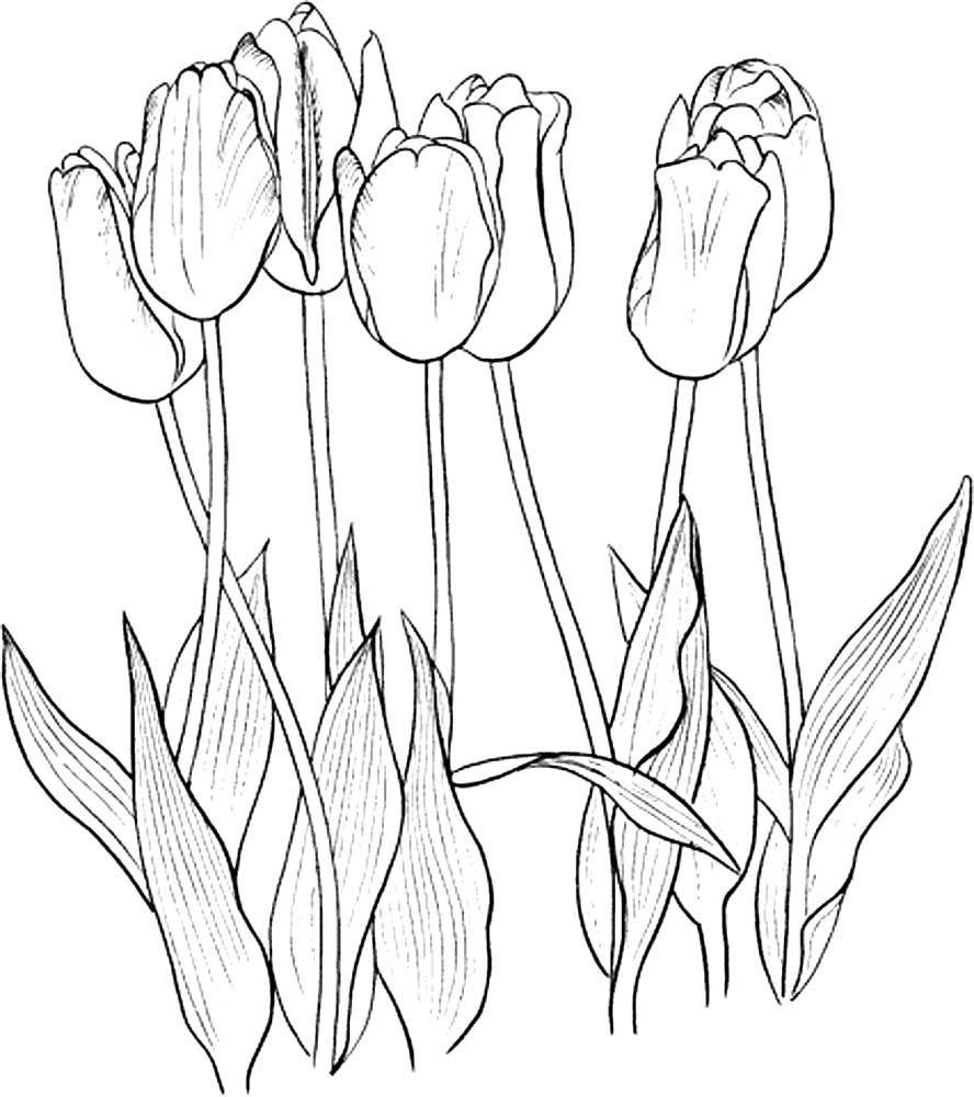 тюльпаны в вазе раскраска на 8 марта 6