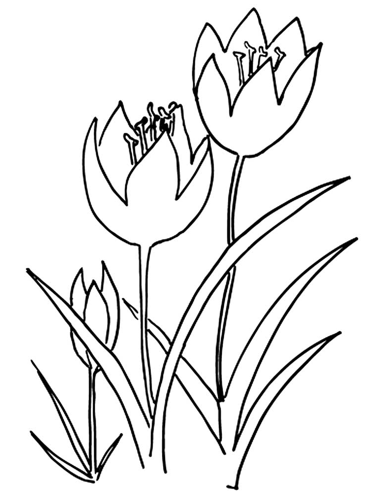 тюльпаны в вазе раскраска на 8 марта 8