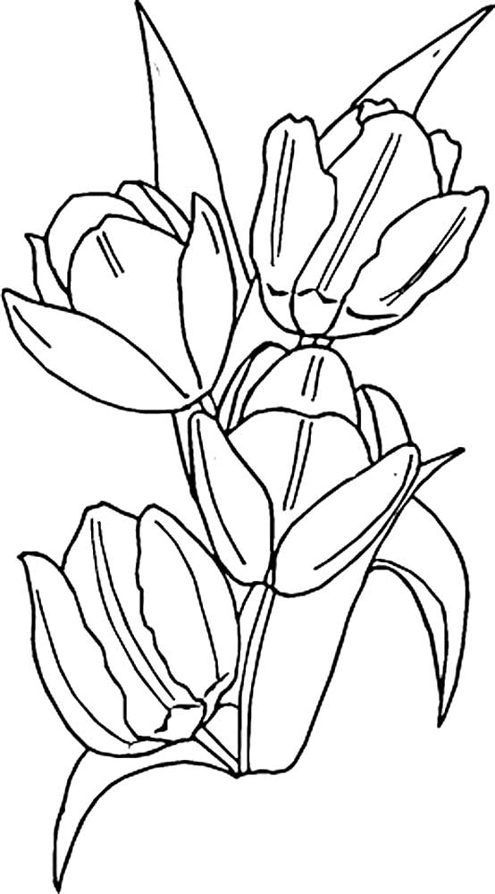 тюльпаны в вазе раскраска для детей распечатать 4