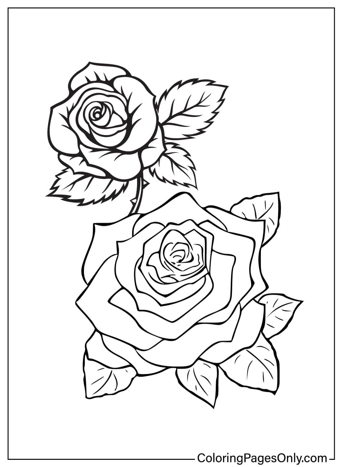 раскраска розы букет 4