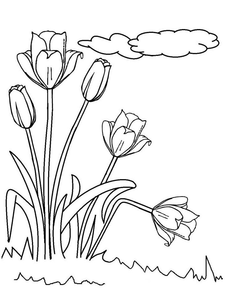 раскраска тюльпаны для детей 5-6 лет распечатать бесплатно 10