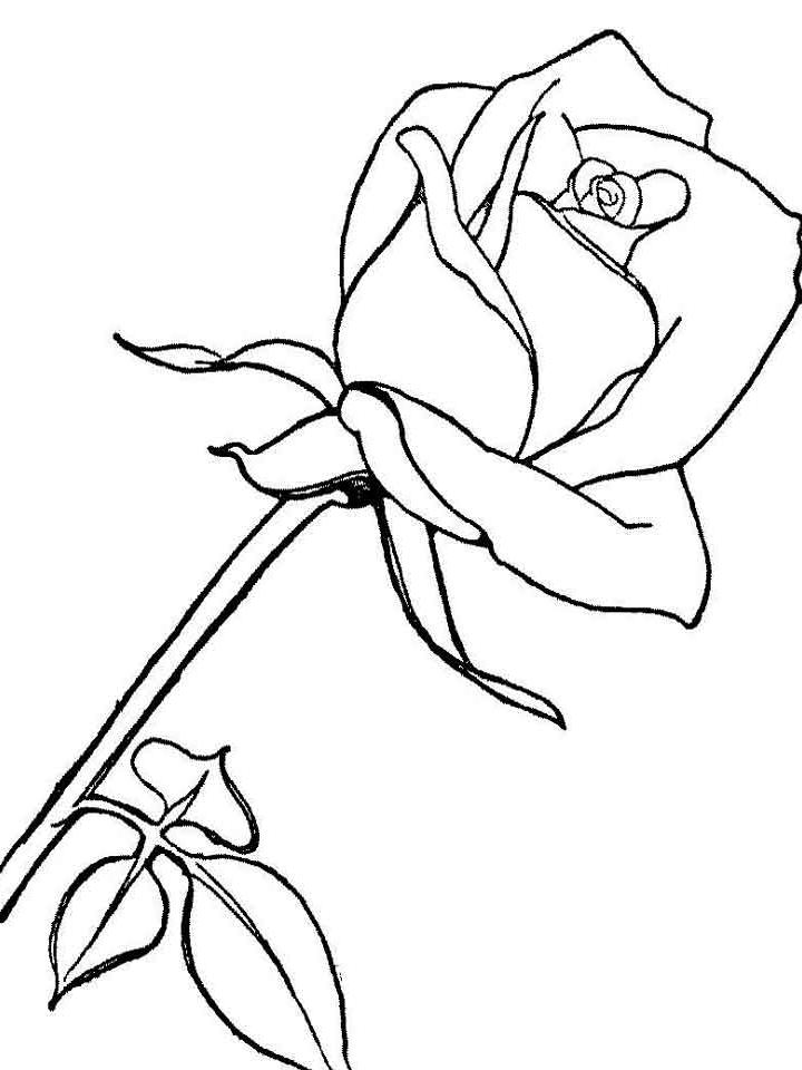 роза картинка для детей раскраска 9
