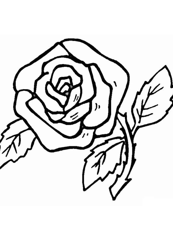 роза картинка для детей раскраска 10