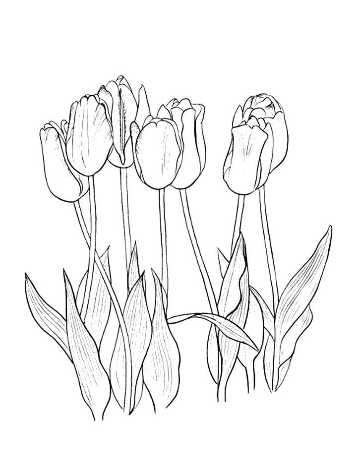 раскраска тюльпаны для детей 5-6 лет распечатать бесплатно 3