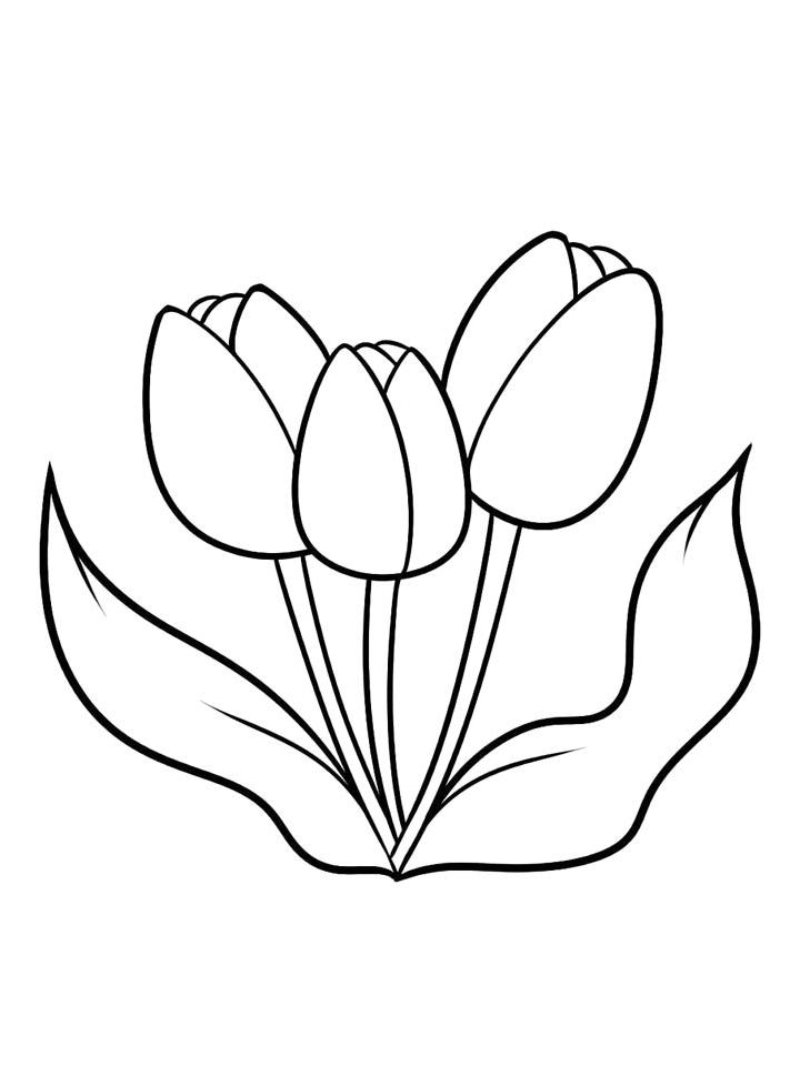 раскраска тюльпаны для детей 5-6 лет распечатать бесплатно 5