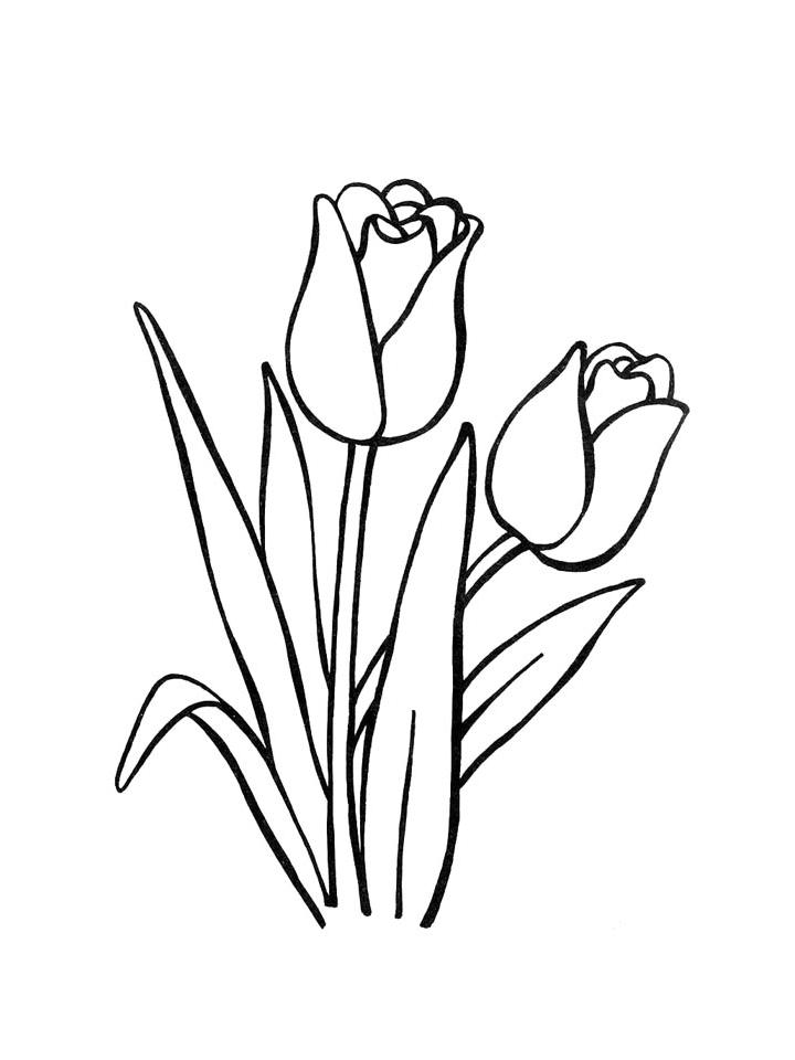 раскраска тюльпаны для детей 5-6 лет распечатать бесплатно 9