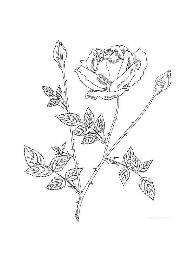 роза раскраска для детей 8