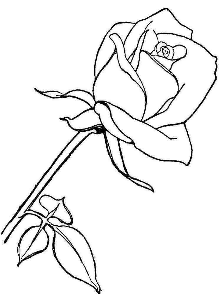 розы раскраска для детей распечатать 7