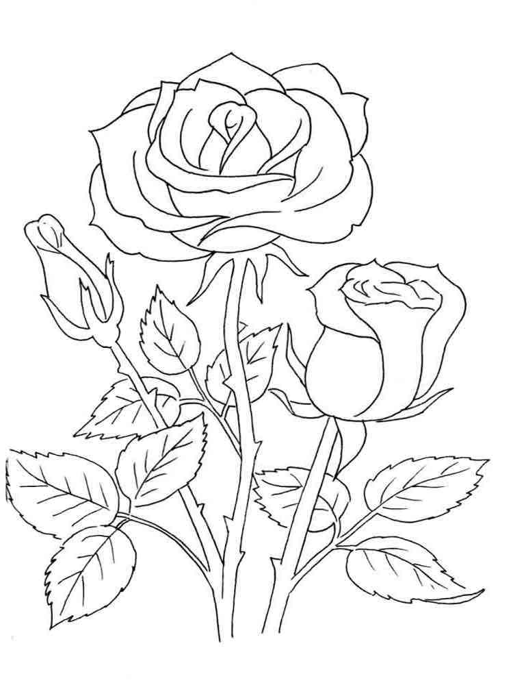 раскраски розы распечатать бесплатно 6