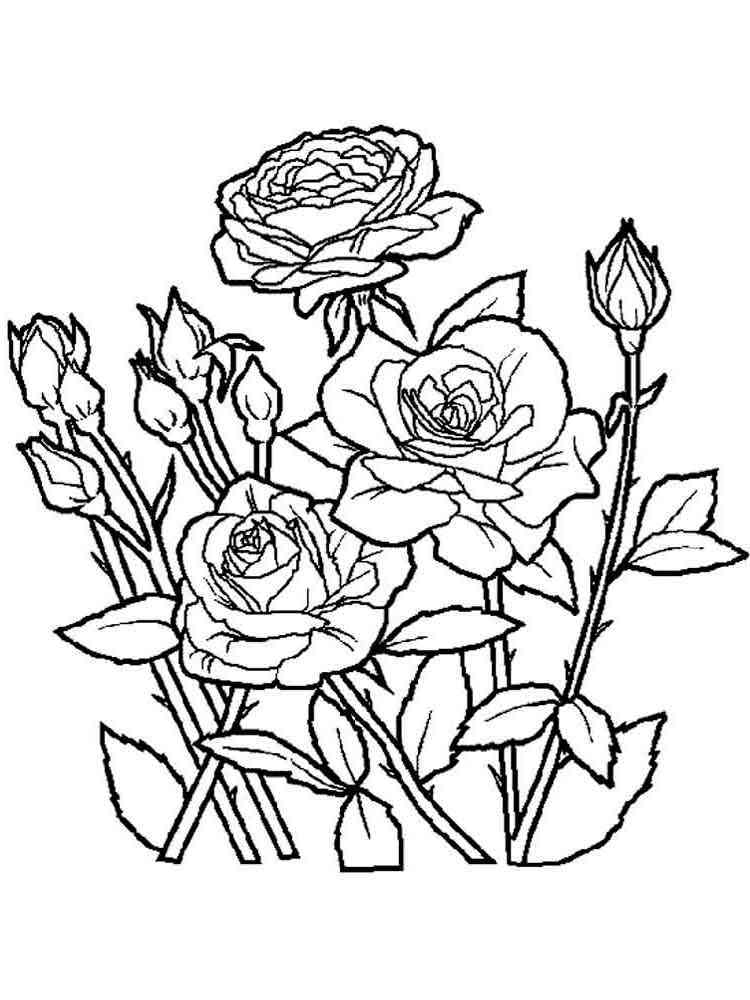 розы раскраска для детей распечатать 4