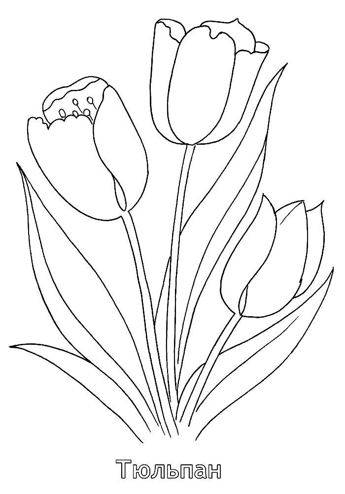 тюльпаны в вазе раскраска для детей в саду 8