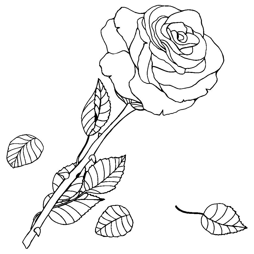 раскраска для девочек розы 2
