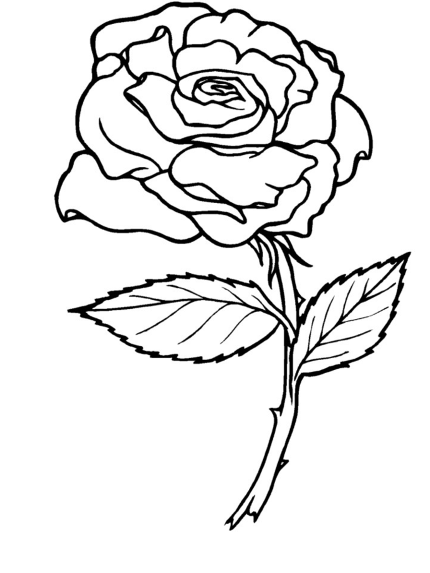 раскраска для девочек розы 8