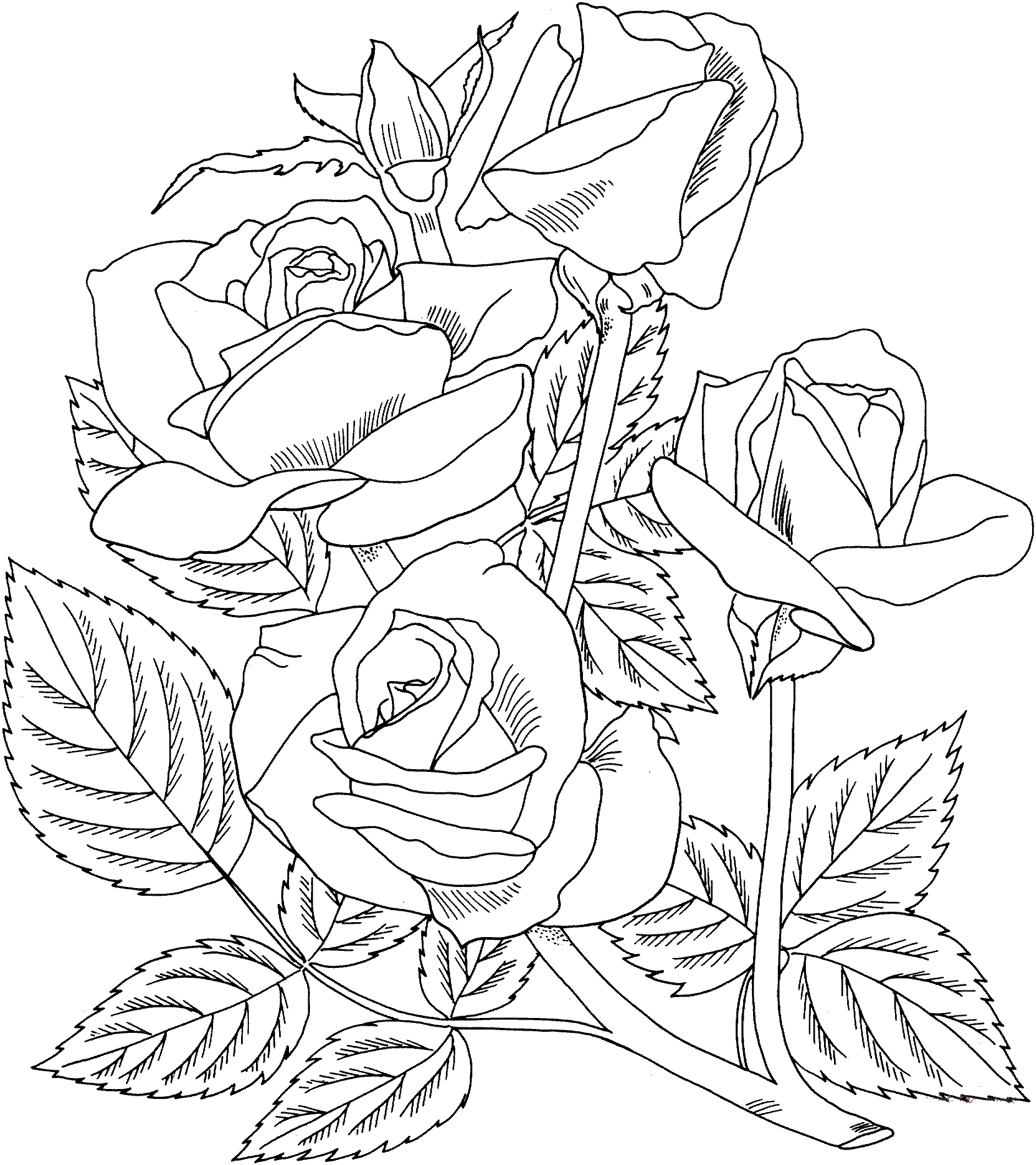 раскраски маленькие розы 4