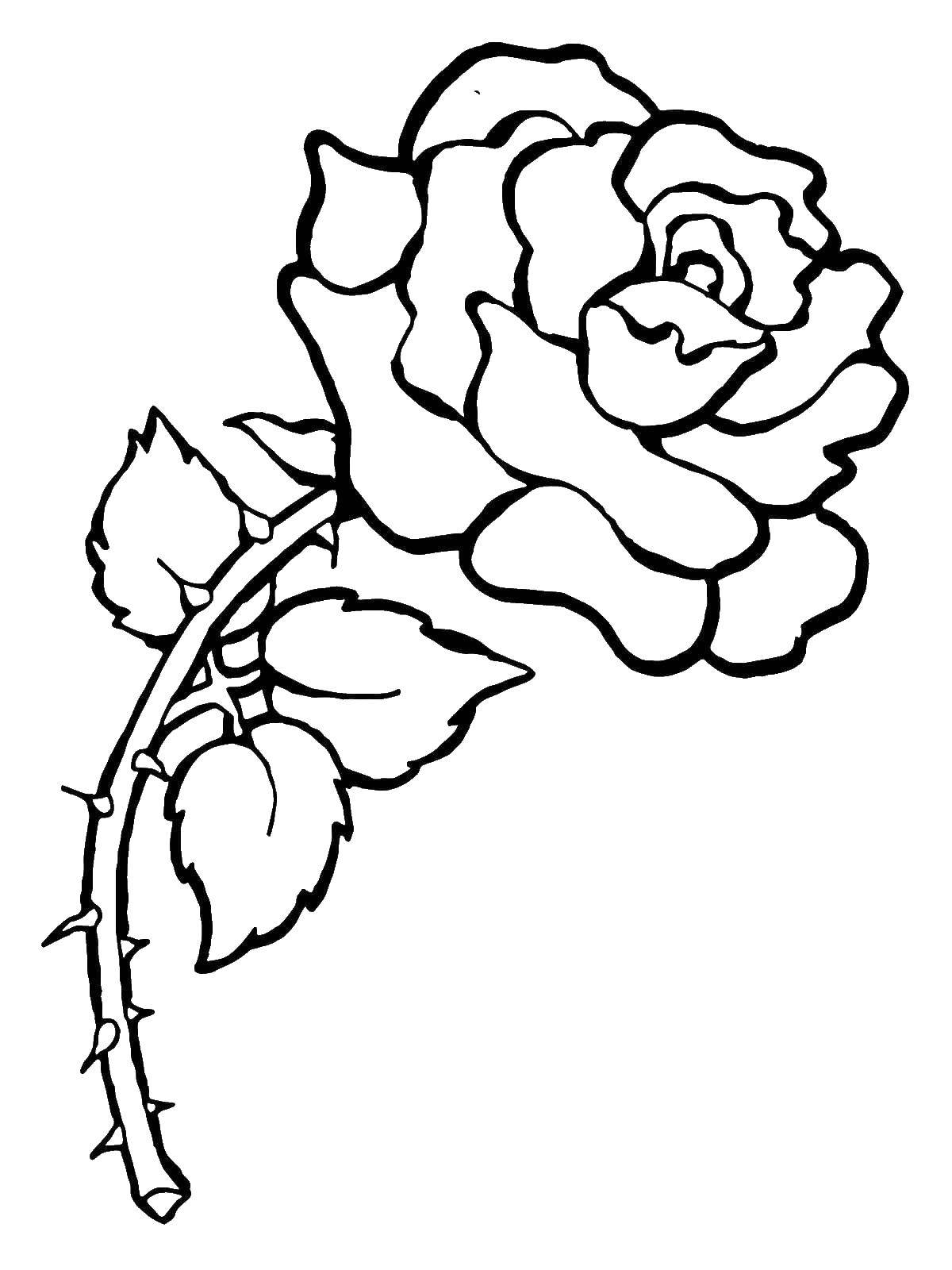 раскраска розы распечатать бесплатно в хорошем качестве