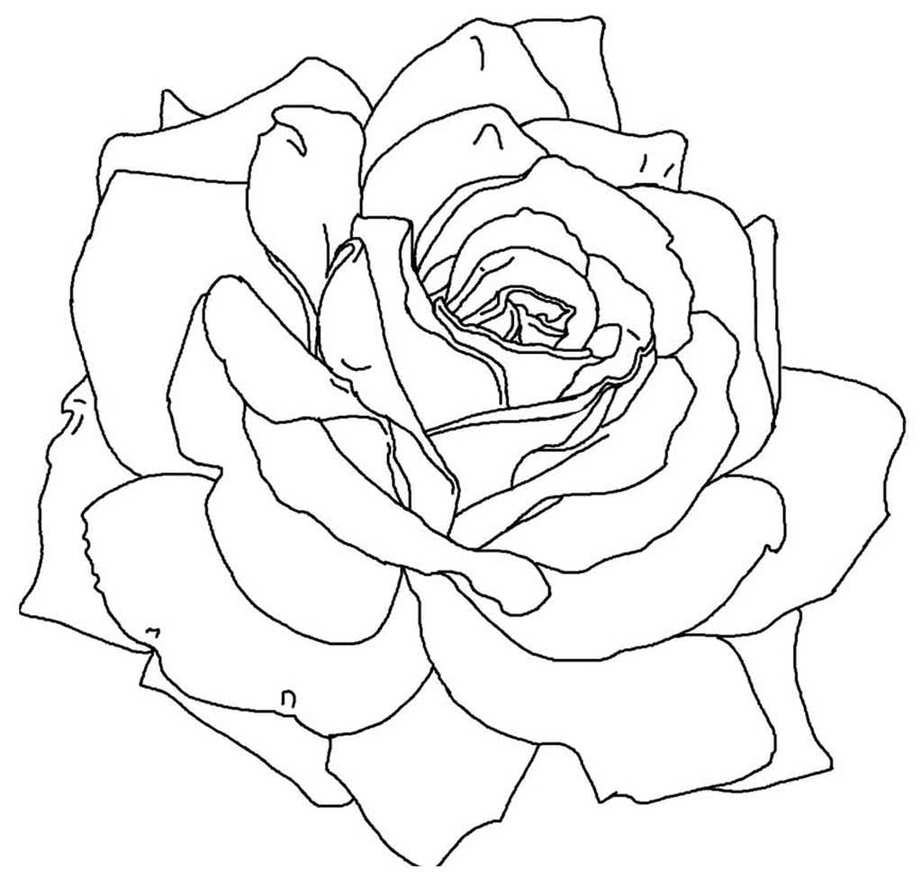 раскраска розы распечатать бесплатно в хорошем качестве 3