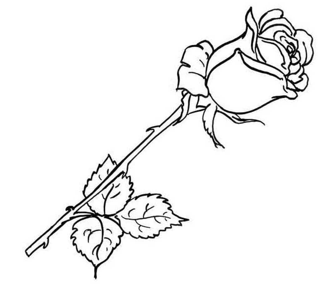 раскраска розы распечатать бесплатно в хорошем качестве 4