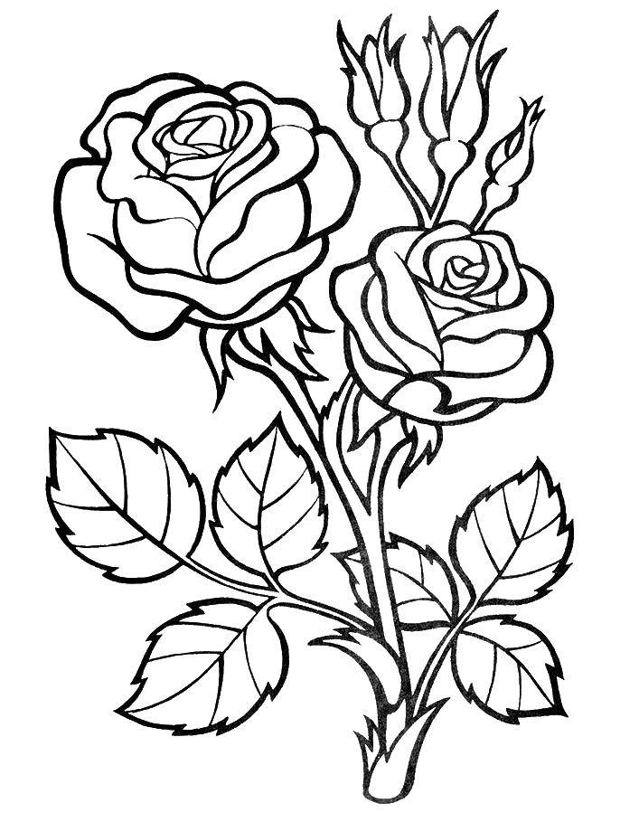 раскраска розы распечатать бесплатно в хорошем качестве 10