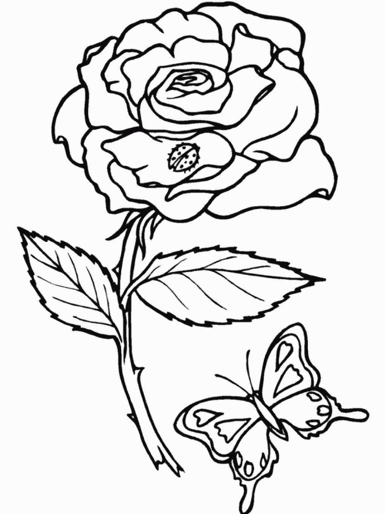 раскраски маленькие розы 9