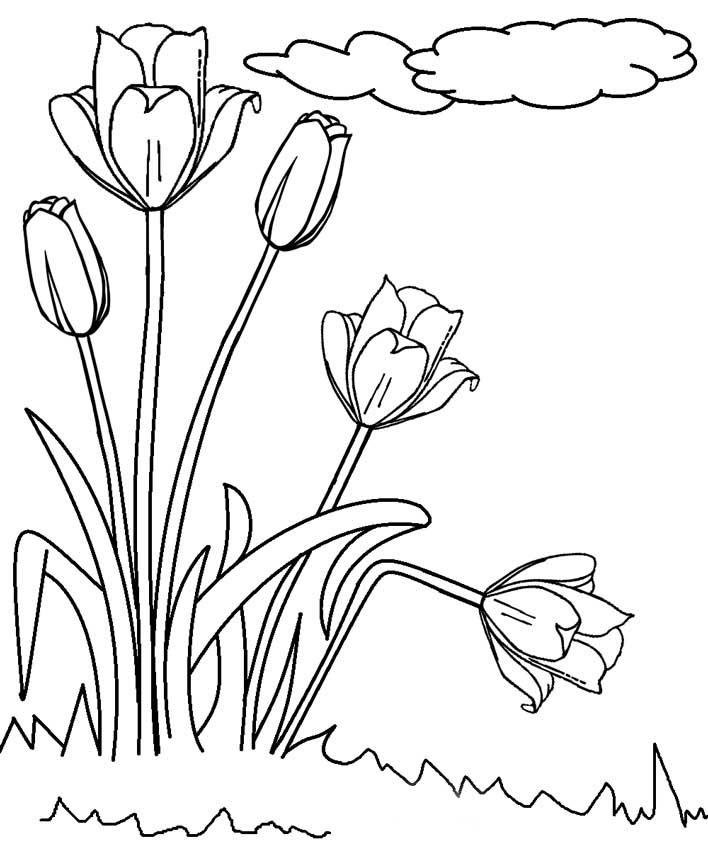 раскраска тюльпаны для детей 9