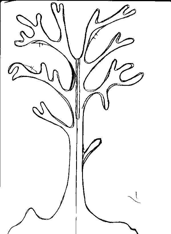 шаблон дерево без листьев для аппликации а4