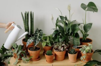 Растения, не требующие ухода