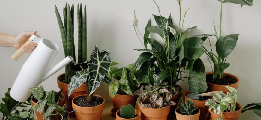 Растения, не требующие ухода