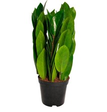 Замиокулькас