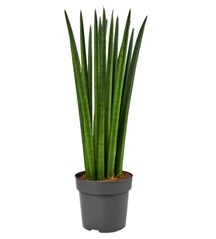 Сансевиерия 1